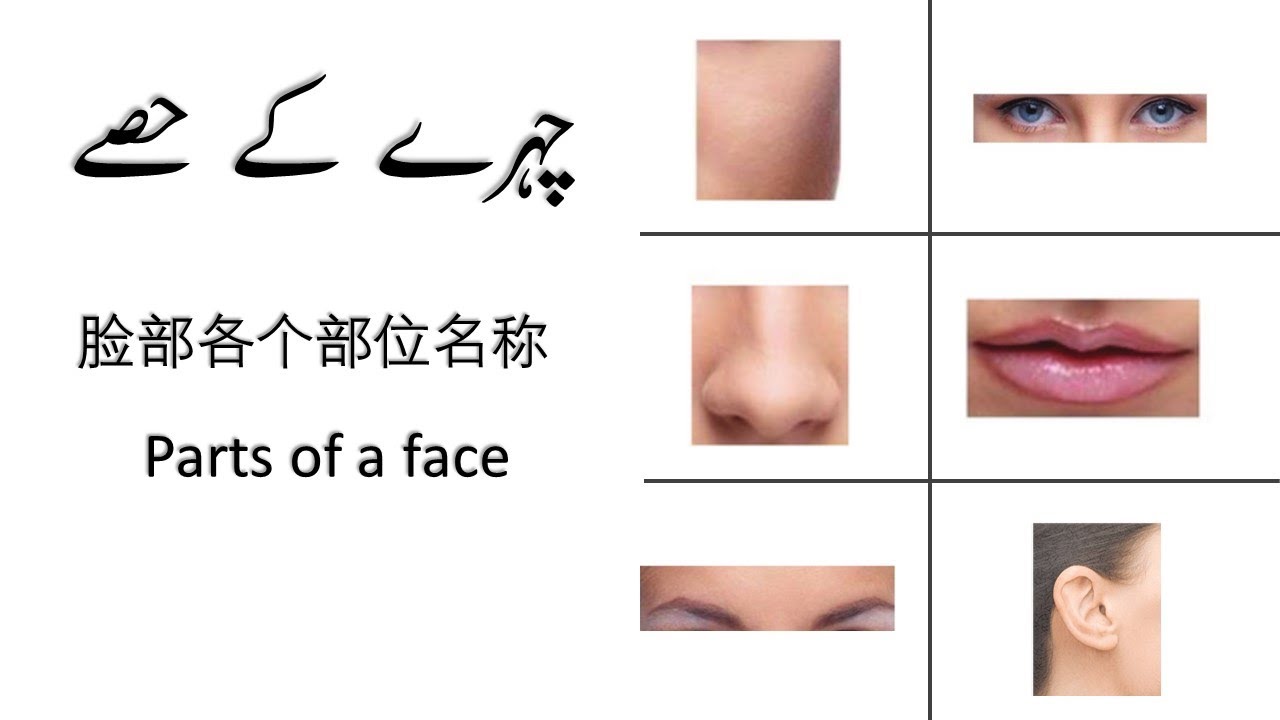 Learn parts of a face in Urdu, Chinese and English چہرے کے حصے
