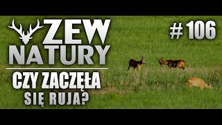 Kiedy zaczyna się ruja - Zew Natury #106