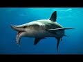 7 Tubarões Mais Estranhos E únicos Do Mundo