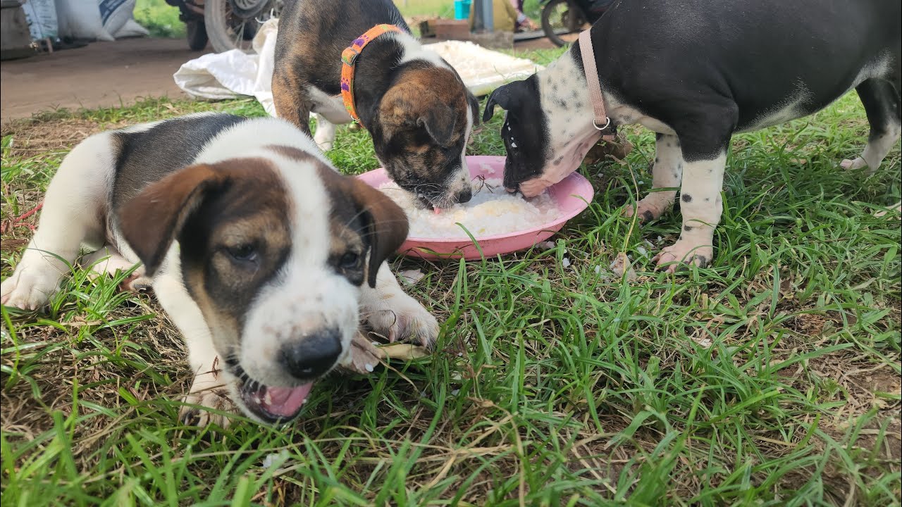 Happy Puppies Eating Beef Soup & Playing on the Green Grass! 🐶🌿