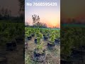 Ficus microcarpa Plant available in bulk quantity and All size available contact green nursery