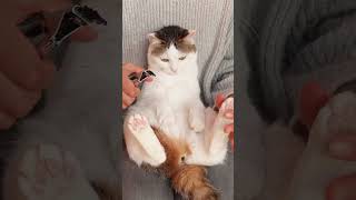 【3匹目】1分以内で終わる世界一平和な猫の爪切り。 #Shorts