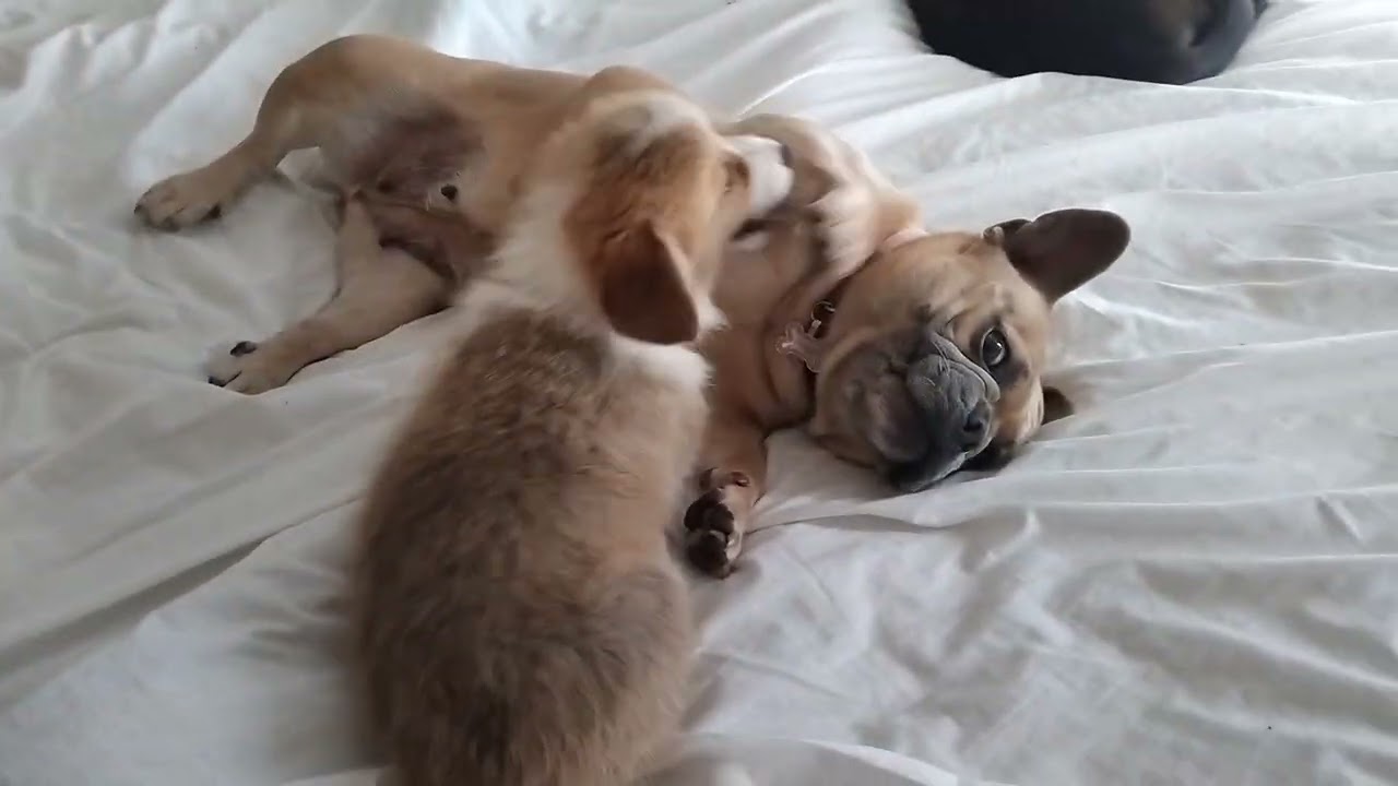 Puppy Potato and Prada 