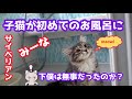 子猫を初めてお風呂で洗ってみた～サイベリアン　ミーナ