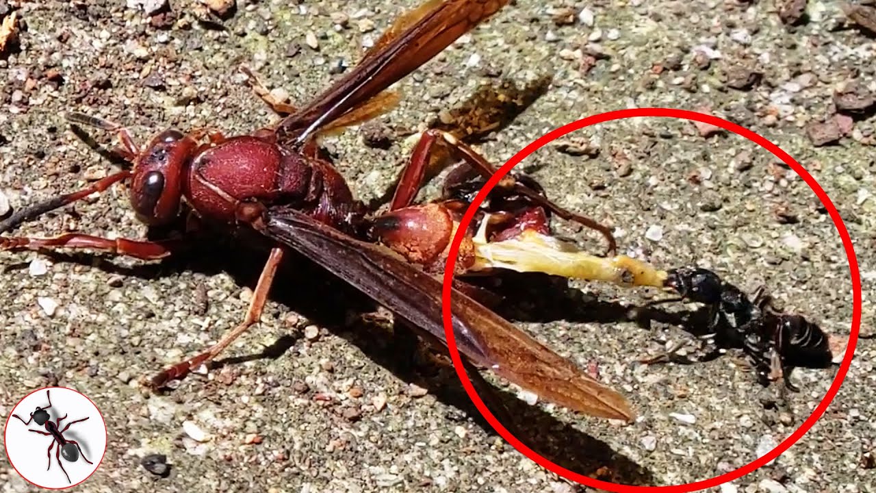 NGERI Semut Hitam vs Tawon Kecelakaan 😱 | Semut | Serangga TV Channel