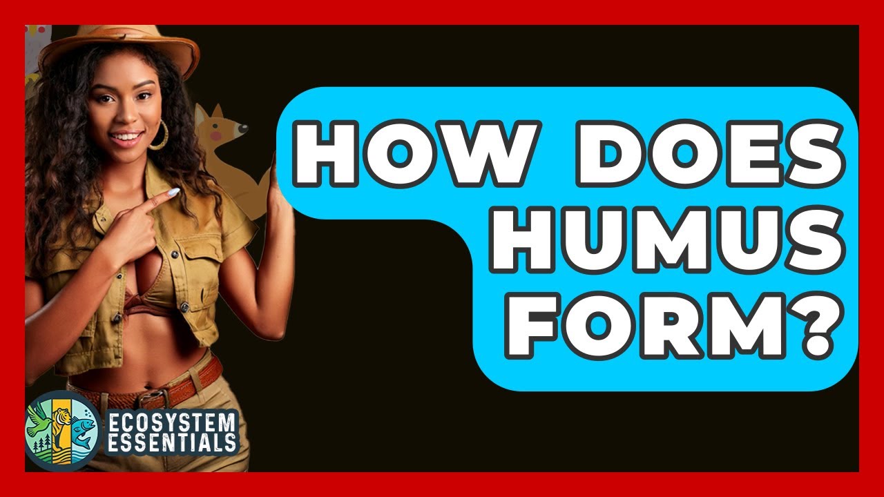 How Does Humus Form? - Ecosystem Essentials