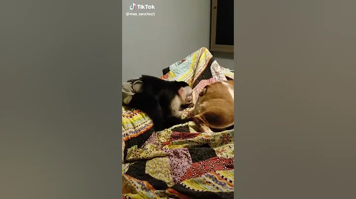 Danny Bohrer an Hund
