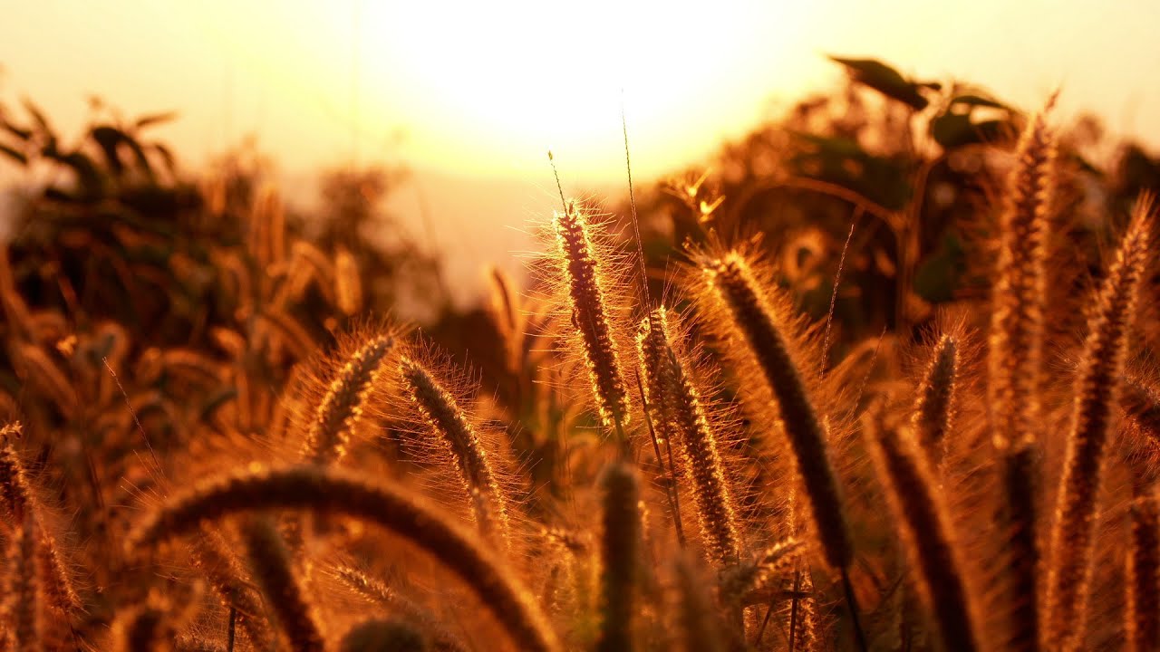 Wind Through Reeds 10 Hours | Wind Through Reeds During Golden Hour | Studying, Sleeping ...