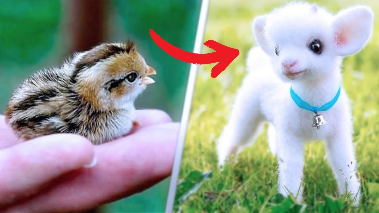 Cutest Baby Animals You Can Legally Own - YouTube