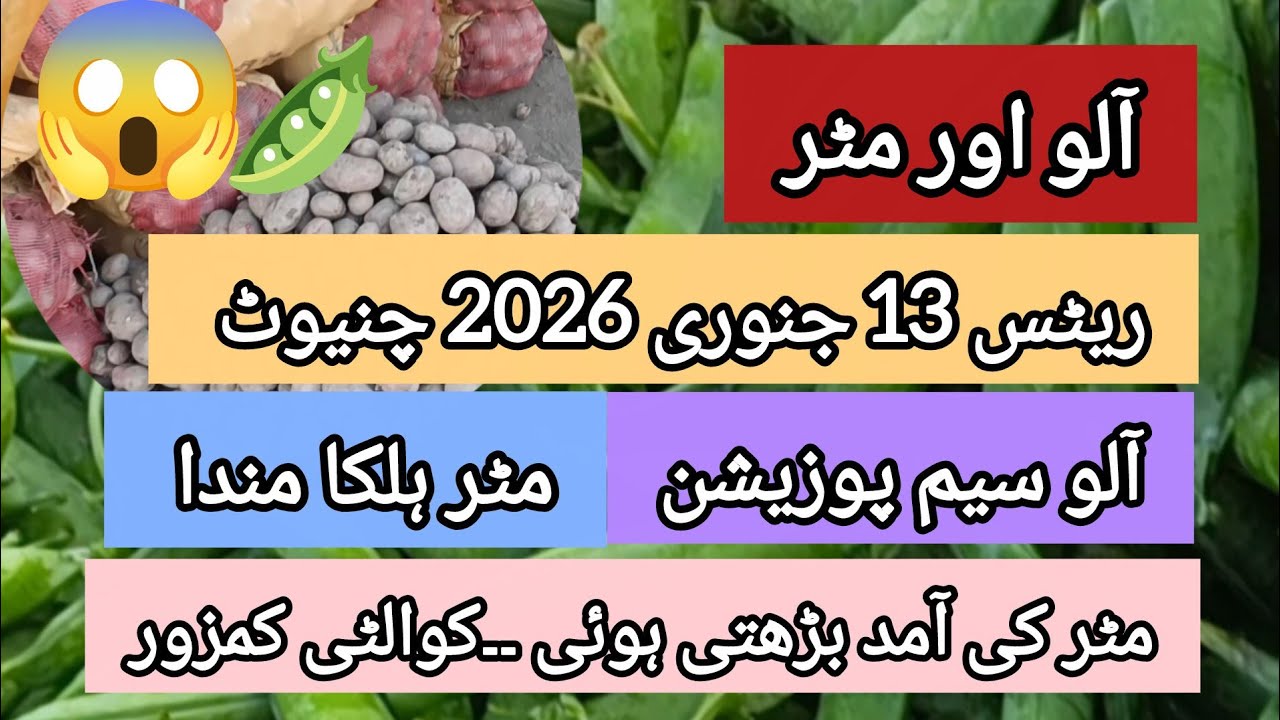 Matar Ki kasht | Matar Ka rate | Aloo ki boli | Market rates 13.01.25 Chiniot 