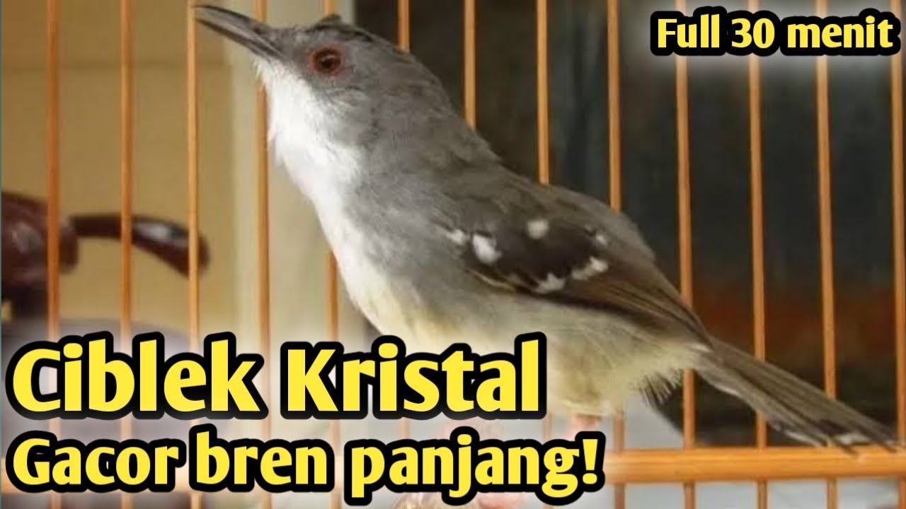 MASTERAN CIBLEK KRISTAL GACOR NGEBREN PANJANG FULL 30 MENIT!!