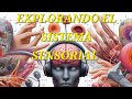 ¡El sistema que te permite sentir! Descubre cómo tu cuerpo percibe el mundo