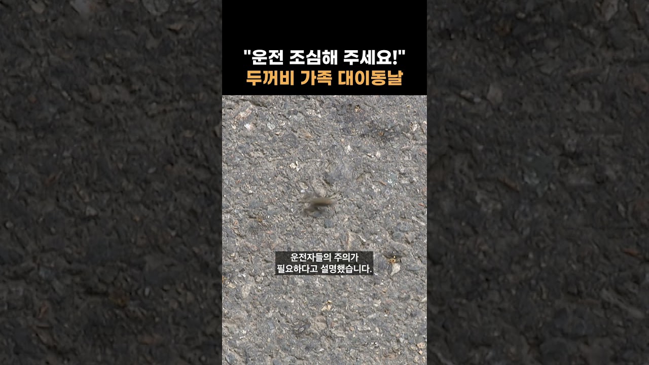 아중호수 두꺼비 이동…전주시·환경단체, "주의 당부" #shorts