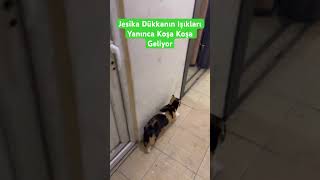 Jea Dükkanın Işıklarının Yandığını Görünce Koşa Koşa Geliyor