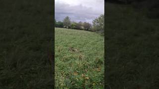 Ce lièvre ne voulait pas sortir du roncier après un bel arrêt d'Olympe et d’Ulysse!