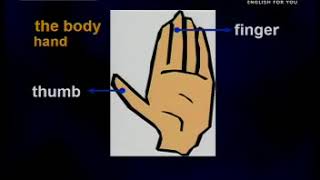 1 14 Tự học tiếng Anh với 80 VCD English For You Level 1 Lesson 14 The Body YouTube