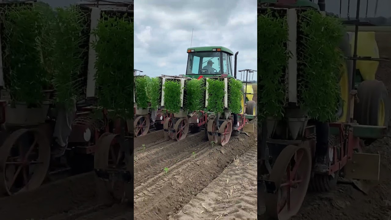 Setting out the 2025 Hemp crop 