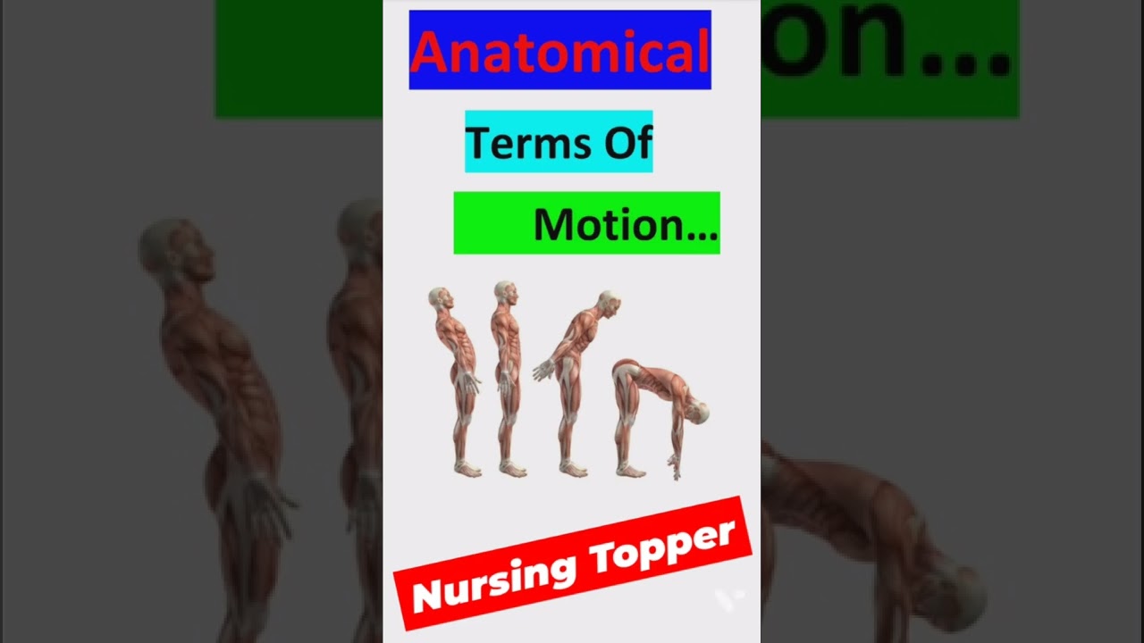 Anatomical Terms Of Motion 