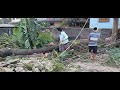 Cutting the log into pieces using chainsaw