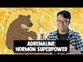 Adrenaline: Hormon Superpower