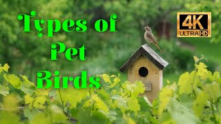 Types of Pet Birds 4K