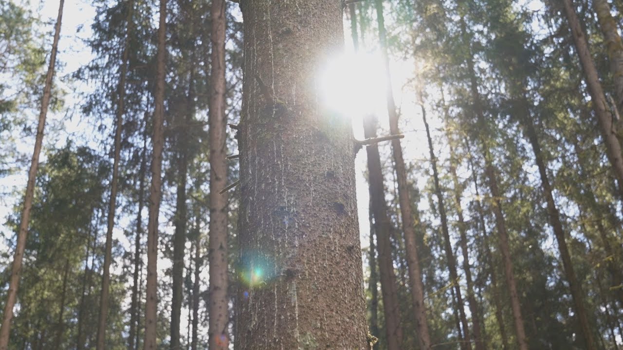 Einfach Baumpate werden - 50.000 Bäume für Oberfranken