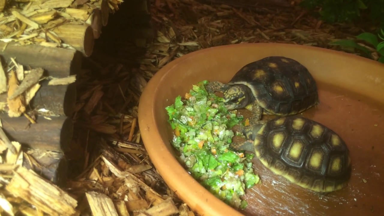 Redfoot Tortoise Eating Lettuce Carrots Mazuri Tortoise Diet Youtube