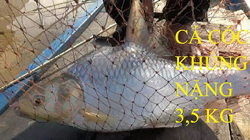 SĂN CÁ CÓC SÔNG TIỀN, LÊN HÀNG KHỦNG./.