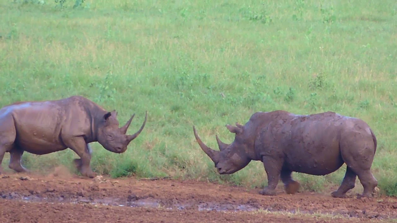 A white and black rhino encounter.