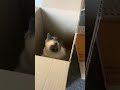 Packing for a move when you have cats #short
