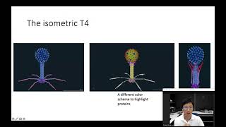 Bacteriophage T4 Atomistic Model Structural Biology Background