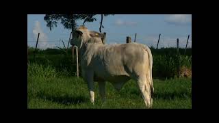 LOTE 204