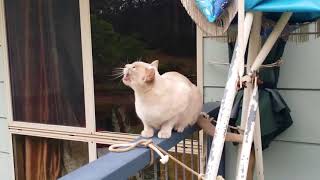 A king parrot chats with my Burmese cats