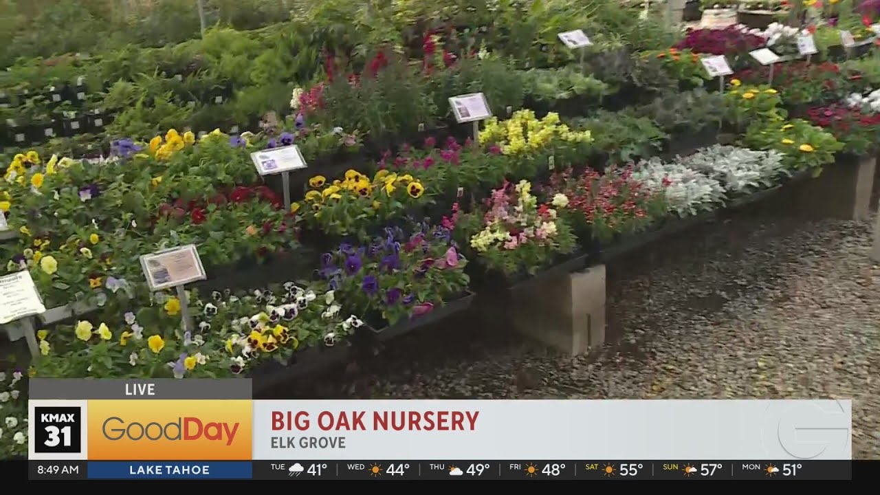 Holiday Vendor Fair at Big Oak Nursery Elk Grove YouTube