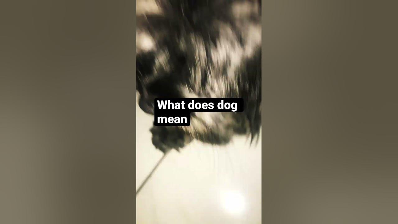 what-does-dog-mean-youtube