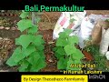 Permakultur Bali//Vegetable and Fruit//Maintenance dan Design//Thecatheco Farmfamily