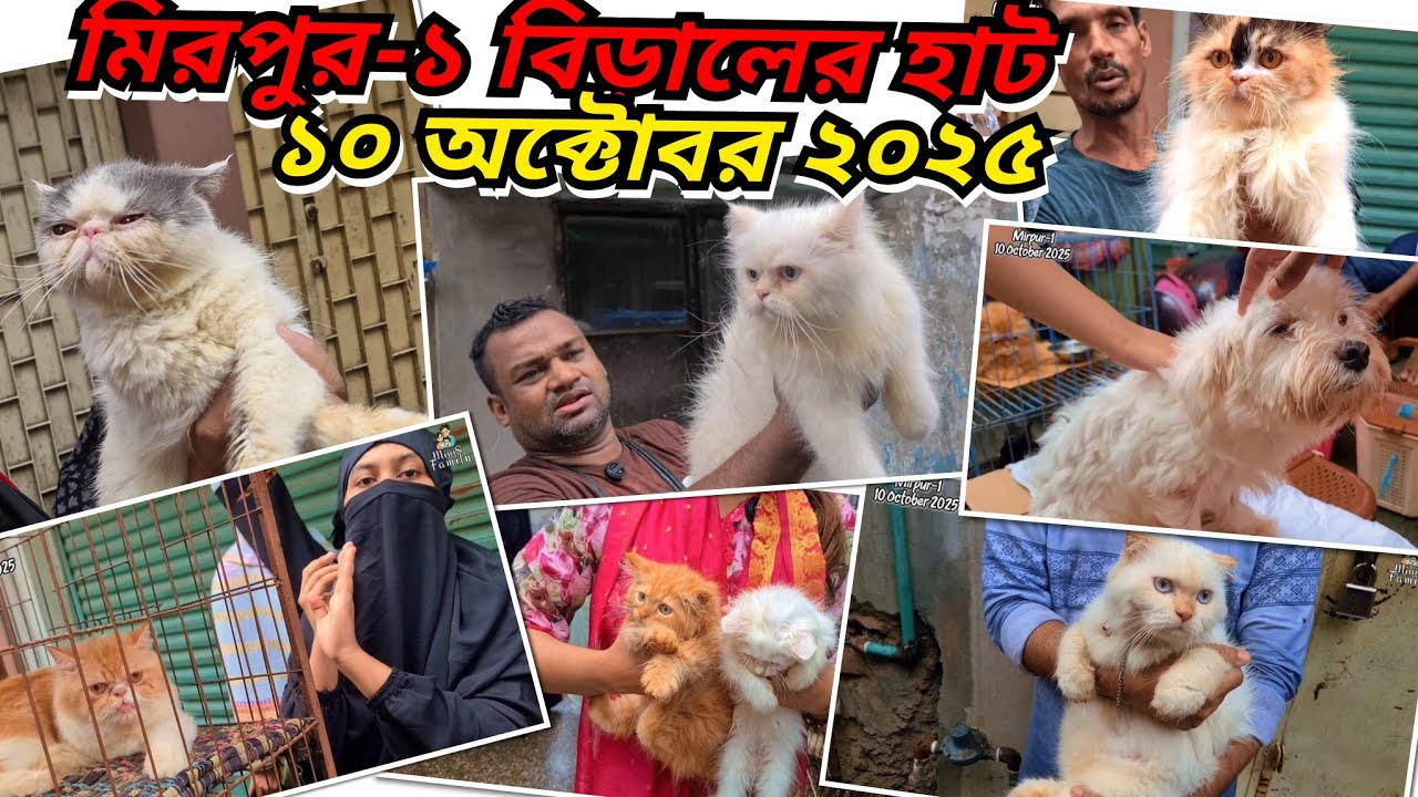 মিরপুর ১ বিড়ালের হাট (10 October 2025) | Pets Market Mirpur-1 | Cats Market Mirpur-1 |