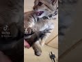 【#shorts】可愛すぎる手乗り子猫🐈【激かわ注意】