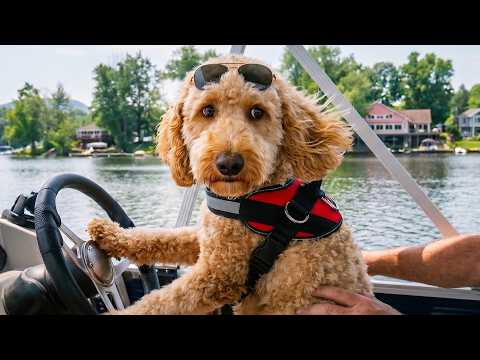 I wish summer could last forever 😎 Funny Animals Compilation