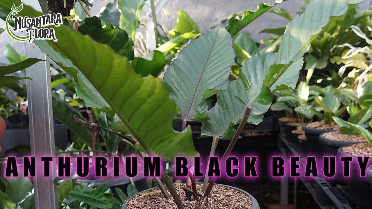 Anthurium Black Beauty #tanamanhias #budidayatanaman #anthurium