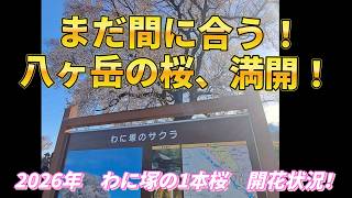 I visited three cherry blossom viewing spots in Yamanashi