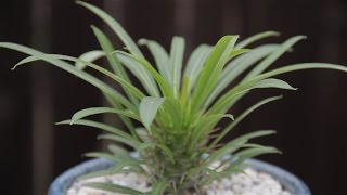 Pachypodium lamerei 