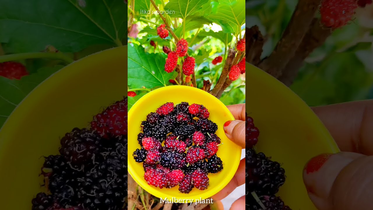 Malberry plat in a pot🍒malberry paka fal 