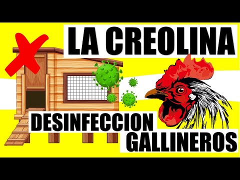 Uso de la creolina para prevenir enfermedades | Mostrando nuevo rociador.