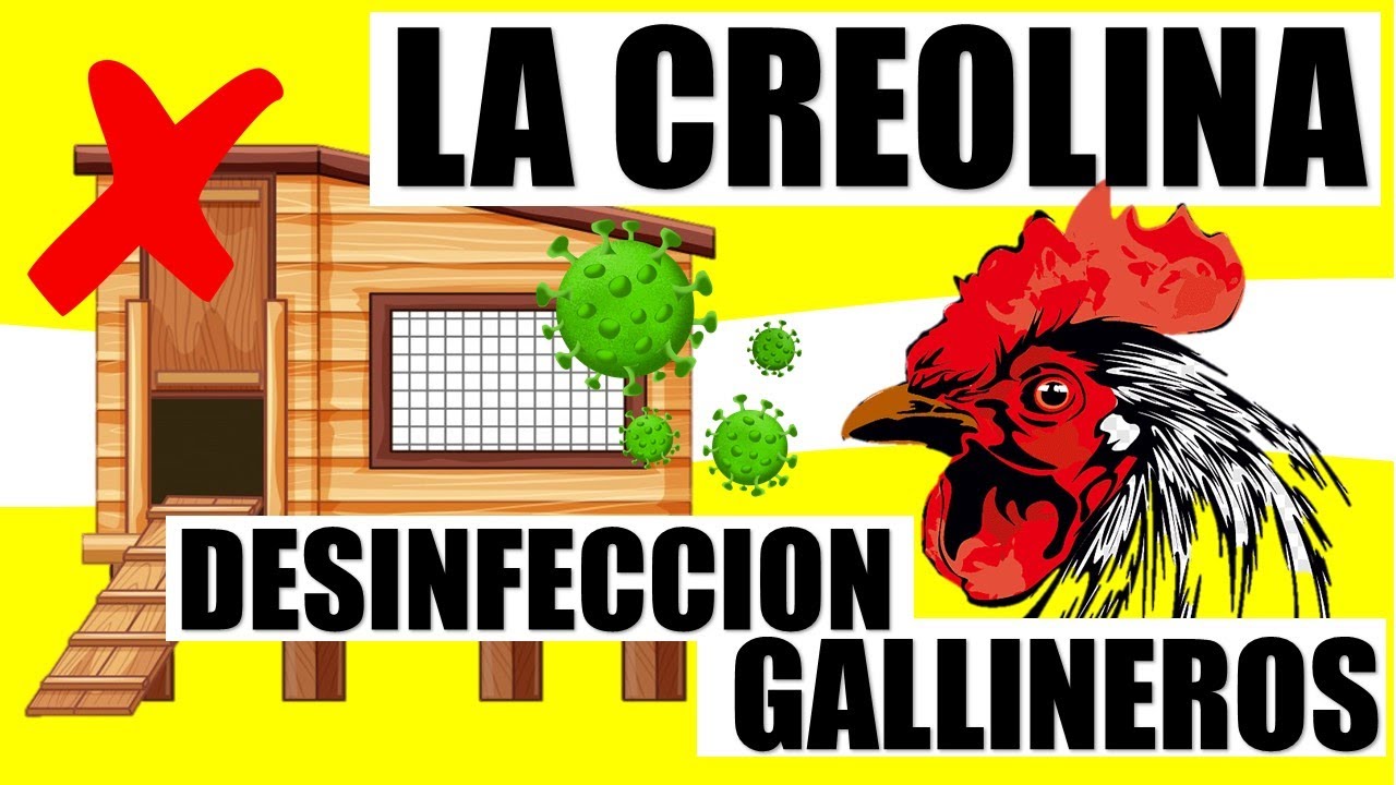 Uso de la creolina para prevenir enfermedades Mostrando nuevo