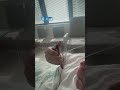 الشيباني يطمئن على البطل السوري أحمد الأحمد بعد إصابته في هجوم سيدني