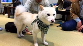Dog Cafe Japan - Shiba Inu / Mame Shiba Inu Cafe in Kyoto