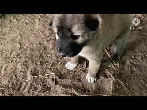 ลูกหมาน้อย บางแก้วผสม #บางแก้ว #ลูกสุนัข #animals #สุนัข