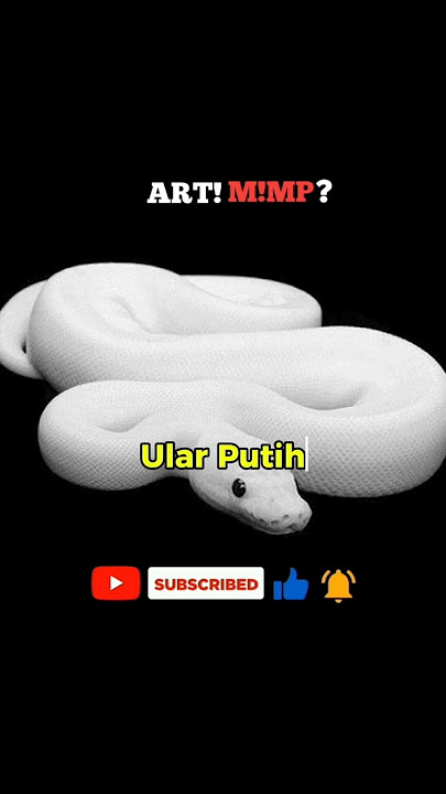 Arti Mimpi Ular Putih #shortsvideo #mimpi #faktaunik #viral
