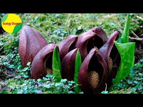 Vídeo: Tipos de plantas de jardim fedidas - Por que algumas plantas cheiram mal